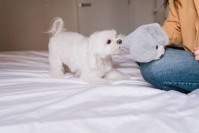 Midsection of woman with dog sitting on bed at home