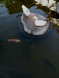 High angle view of swans swimming in lake