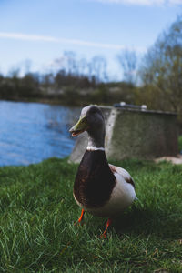 Mallard duck on a field