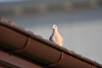 Close-up of dove perching on roof