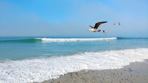 Seagulls flying over sea against clear sky