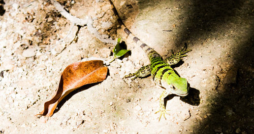 High angle view of lizard