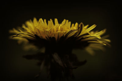 Close-up of flower against black background