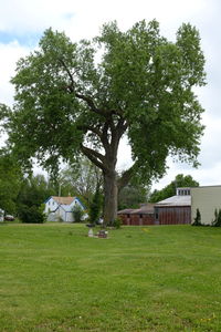 Trees on field against sky