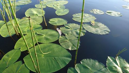 High angle view of lotus water lily in pond