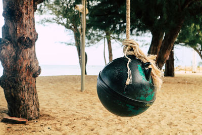 Close-up of rope hanging on tree trunk at beach