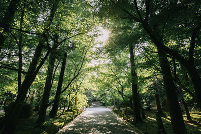 Road amidst trees in forest during sunny day
