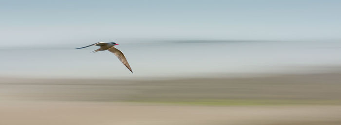 Bird flying over the sea