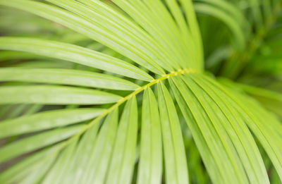 Close-up of green leaves