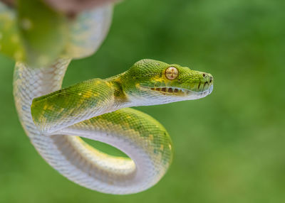 Close-up of snake