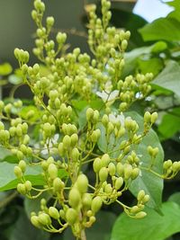 Close-up of berries growing on plant