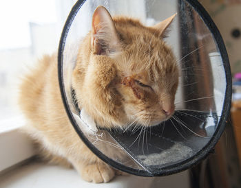 Close-up of a cat with eyes closed