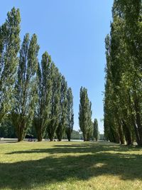 Trees in park against sky