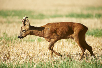 Roe deer buck in field near taunton