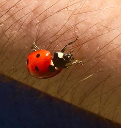 Close-up of ladybug on leaf