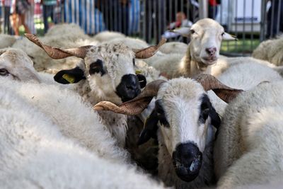 Close-up portrait of sheep