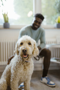 Cute labradoodle with male owner in background at animal hospital