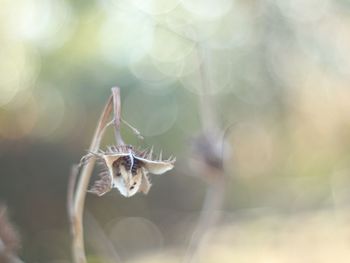 Close-up of insect on land