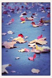 Close-up of maple leaves