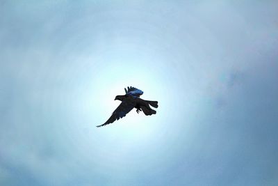 Low angle view of airplane flying in sky