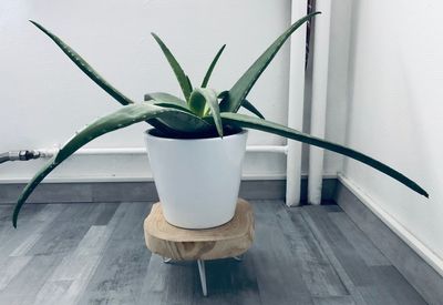 Close-up of potted plant on table at home