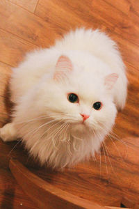 Close-up portrait of a cat