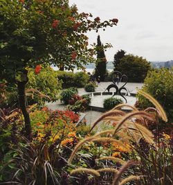 Flowering plants in garden against sky