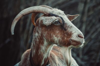 Close-up of a horse