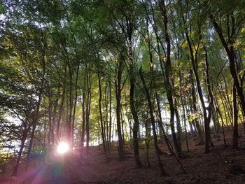 Sunlight streaming through trees in forest