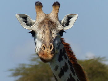 Low angle portrait of giraffe against clear sky