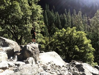 Full length of trees in forest