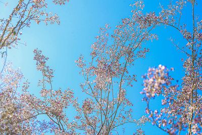 Low angle view of cherry blossom against blue sky