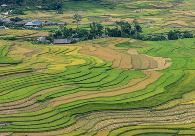 Scenic view of agricultural field