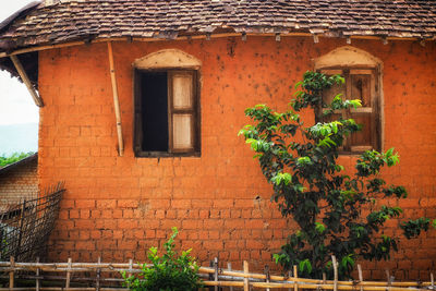 Potted plants on wall of building