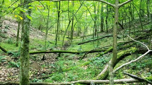 Trees in forest