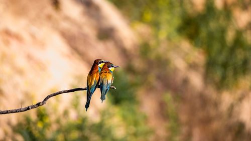 Low angle view of bird perching on branch