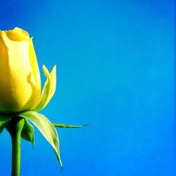 Low angle view of flowers against blue sky