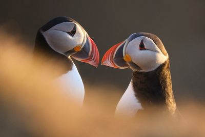 Close-up of puffins