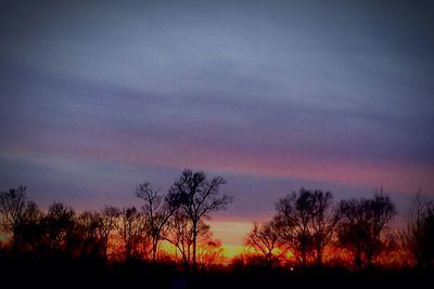 Silhouette of trees at sunset