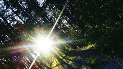 Low angle view of trees in forest