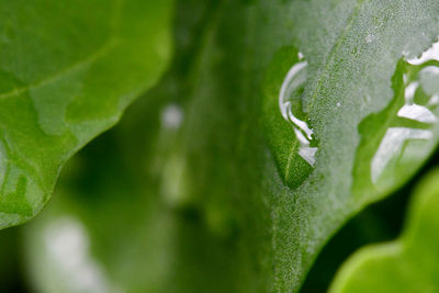 Close-up of wet leaves