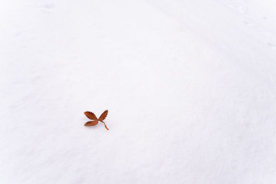 High angle view of insect on snow