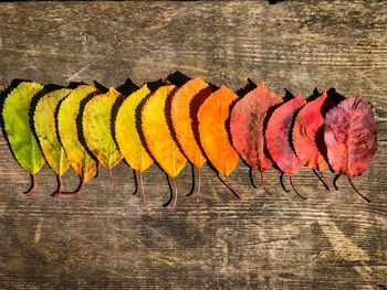 Color gradients of autumn leaves on rustic wooden table