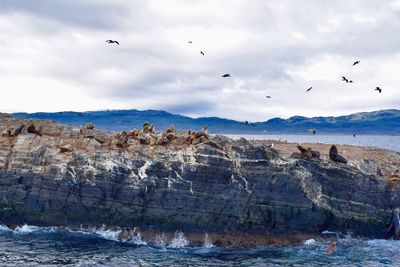 Birds flying over sea lions against sky