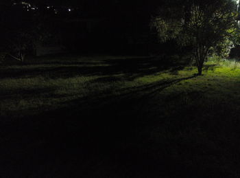 Trees in forest at night