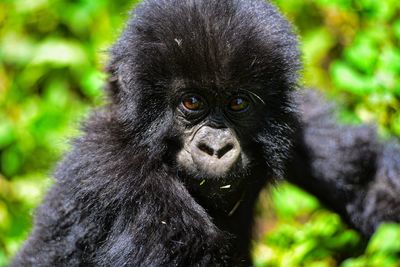 Baby mountain gorilla