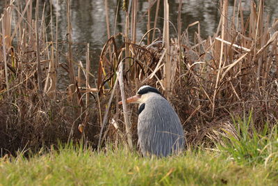 View of birds on grass at lakeshore