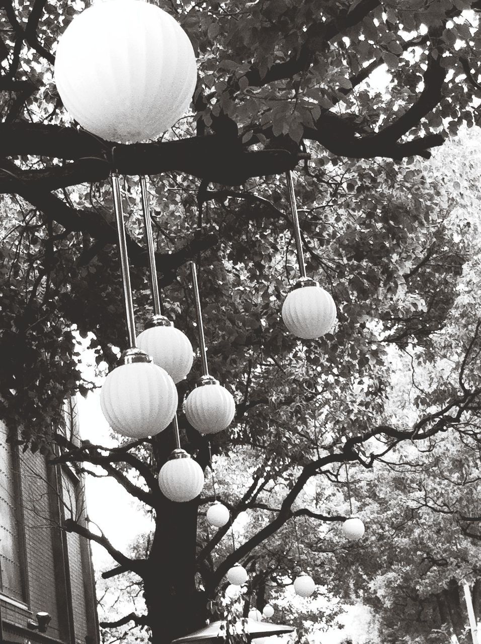 lighting equipment, low angle view, hanging, tree, sphere, street light, decoration, branch, electricity, illuminated, electric lamp, sky, light bulb, electric light, nature, growth, outdoors, no people, night