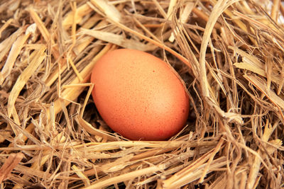 Close-up of eggs in nest