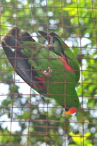 Birds perching on a tree